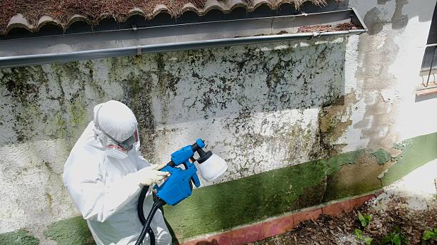 Top rated local Mold Remediation specialists in Annandale, VA